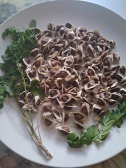 Moringa seeds