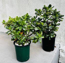 Jade Plant Pair in Nursery Pots