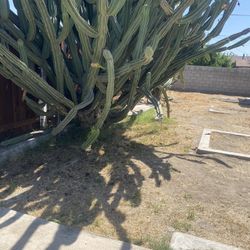 Cereus Hexagonus / Lady Of The Night Cactus