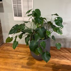 Large Monstera Deliciousa