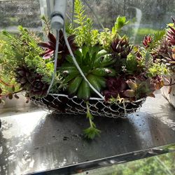 Live Plants Succulents Basket . 