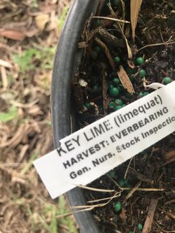 Key lime full fruit.