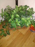 House plant