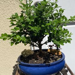Bonsai Plants For Sale $30 Each Firm