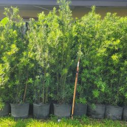 Spectacular Podocarpus Plants For Inmediate Privacy! About 6 Feet Tall! Fertilized 