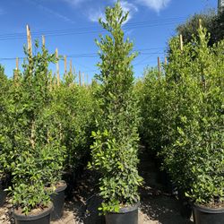 Ficus Nitida Privacy Hedge
