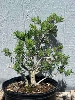 Dwarf Bottlebrush “Little John” Pre Bonsai Tree