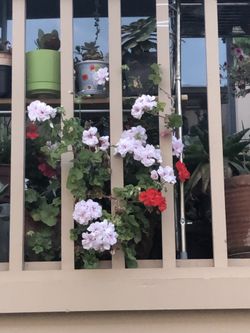 Each geranium only $1.99