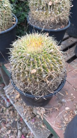 Golden Barrel Cactus