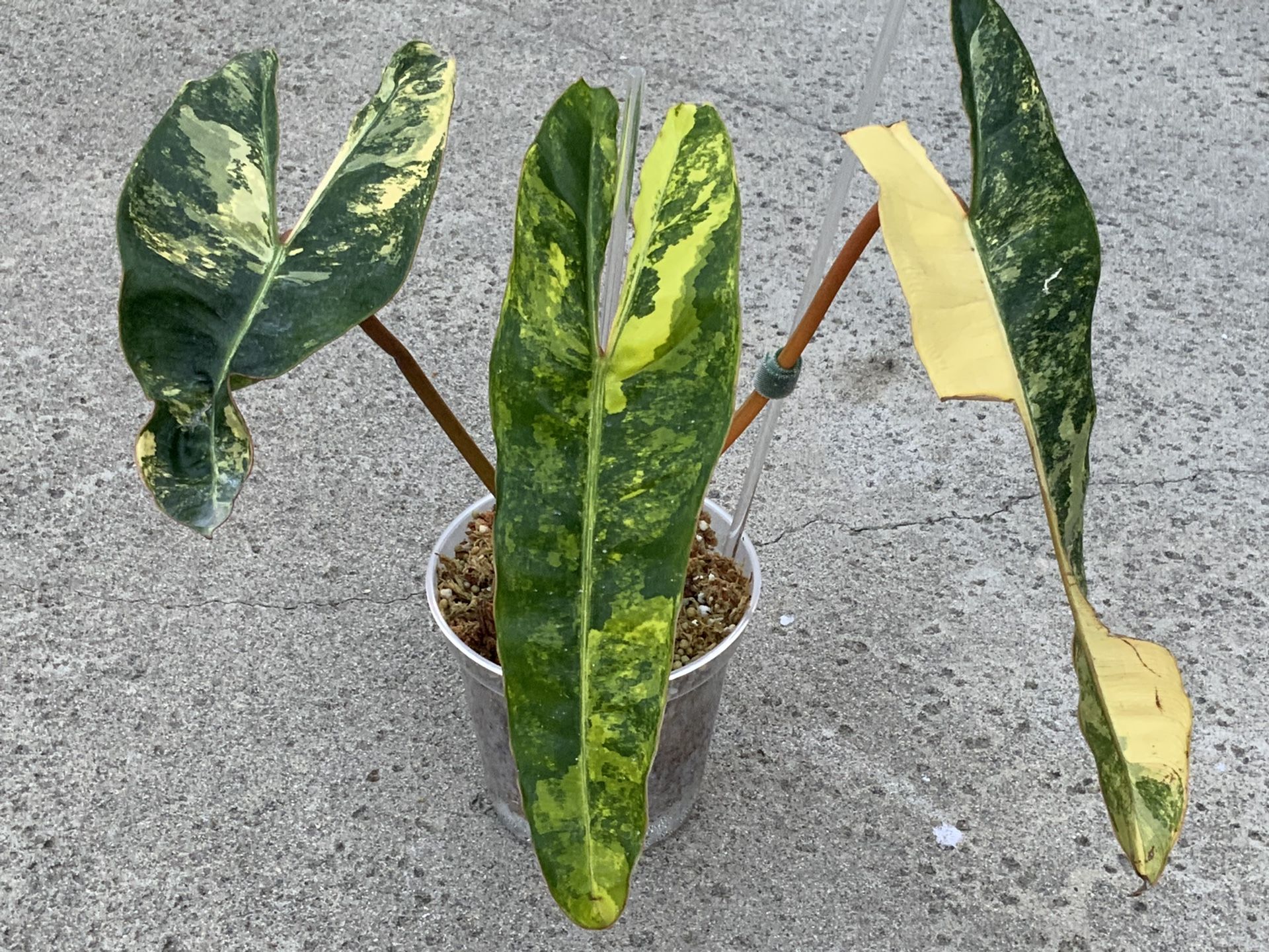 Philodendron Billietiae Variegated Top Cut Rooted