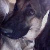 Roxa