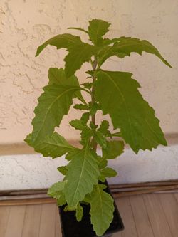 Epazote plant. Worm seed plant.