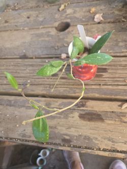 Hoya parasitica small leafs.
