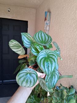 Peperomia Watermelon Plant $15