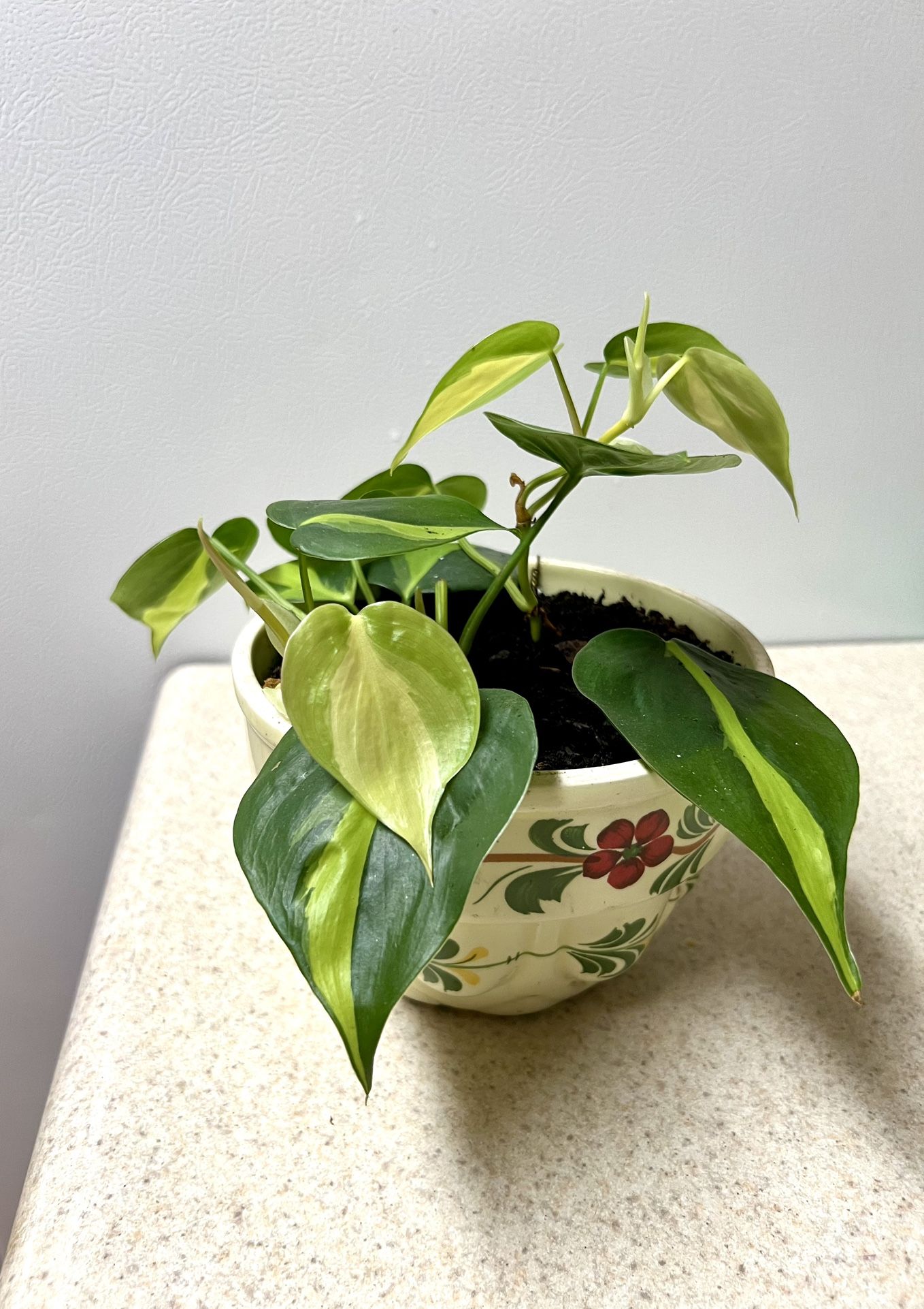 Pathos Plant 🪴