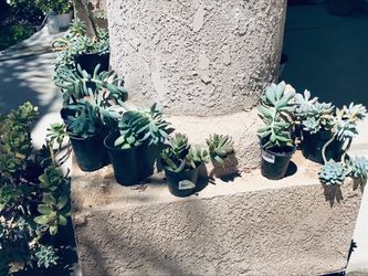 Assorted Potted Succulents Collection