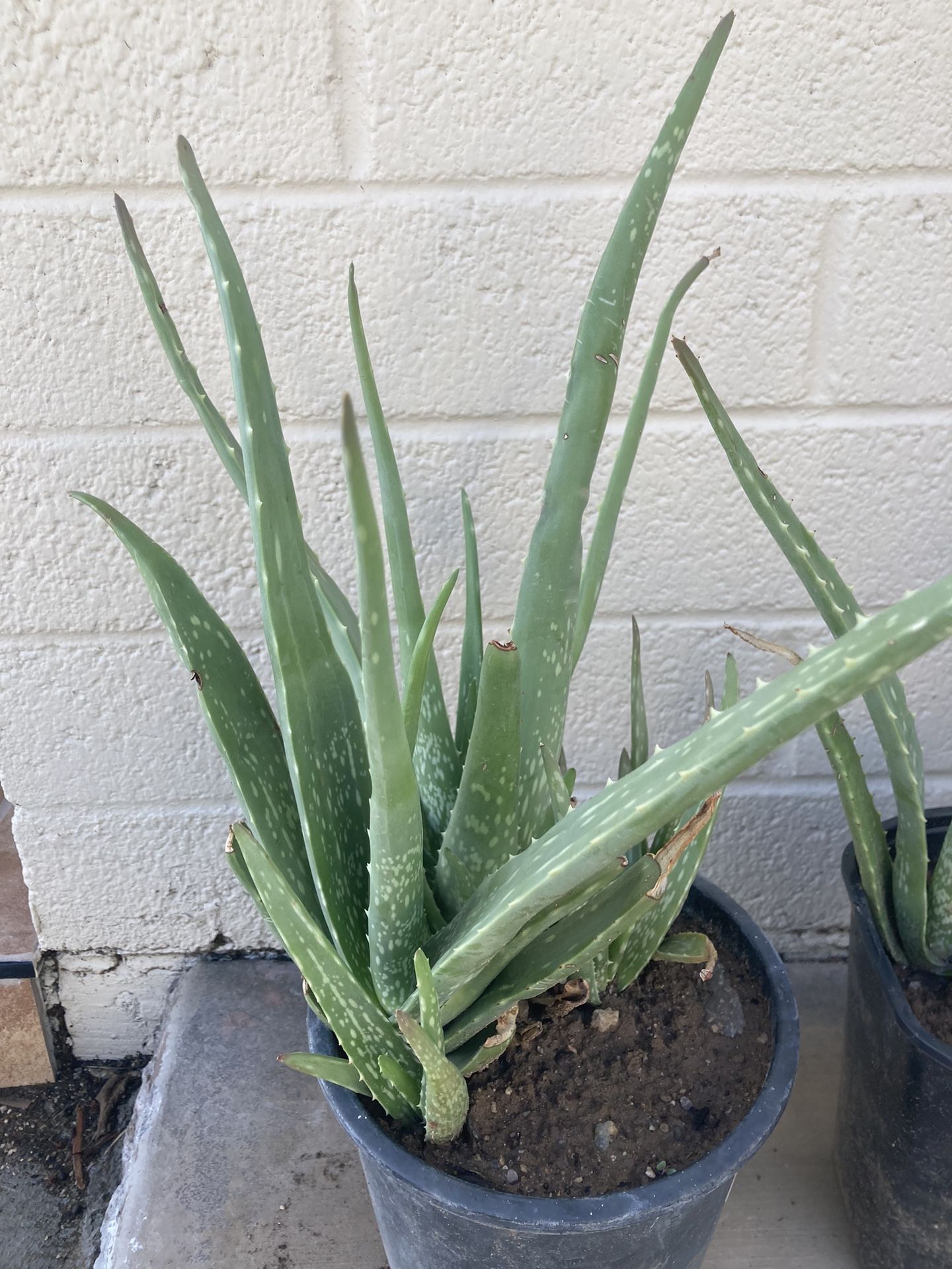 Aloe Vera Plants