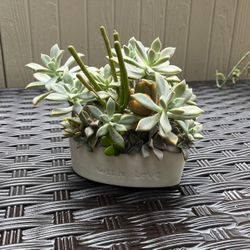 Succulent Heart Plant One Of A Kind