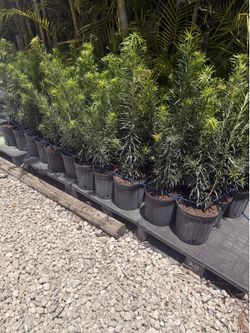 Poducarpus 3 gallons
