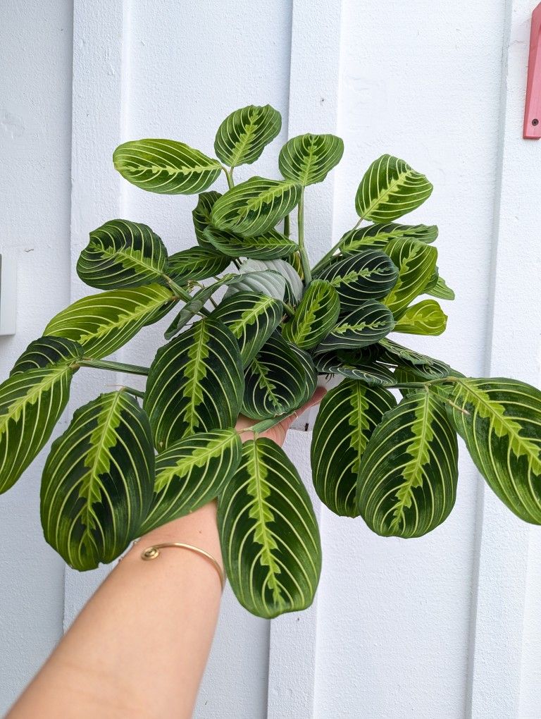 Lemon Lime Maranta Plant 6" Pot - Indoor House Plants 