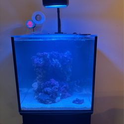 Saltwater Aquarium Setup – 15 Gallons (Complete System)