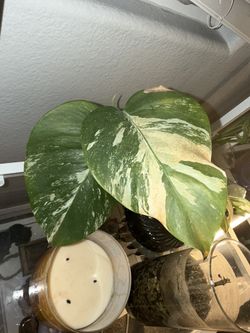 Variegated monstera 