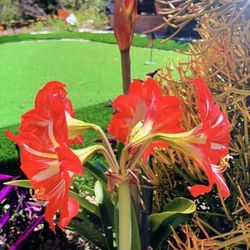 Red Amaryllis Plant 🪴 