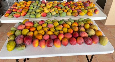 Mangoes all fiberless 25 minimum
