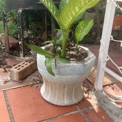 LPlantas 