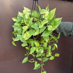 6” neon queen pothos