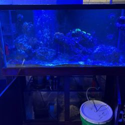 Salt Water Tank