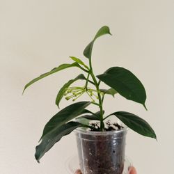 Hoya Multiflora 