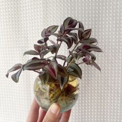Tradescantia Zebrina — rooted water prop in glass globe