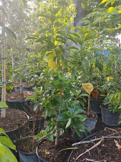 Avocado Trees 15gl $80🥑