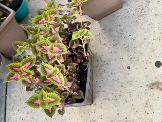 Coleus Plant in Planter