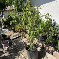 Nectar Tree  / Nectarine Arbol 