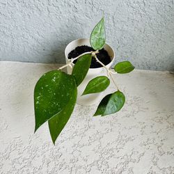 Hoya Black Margin  Plant