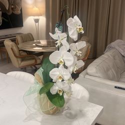 Fresh phalaenopsis ORCHID