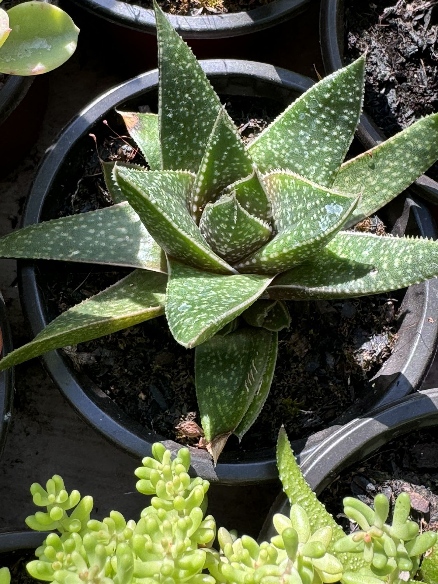 Cactus And Succulents 4”pot
