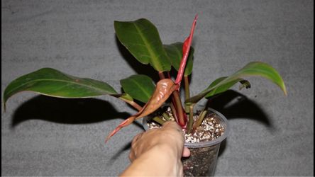Philodendron Prince of Orange