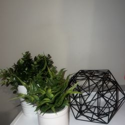 Plant Arrangement 