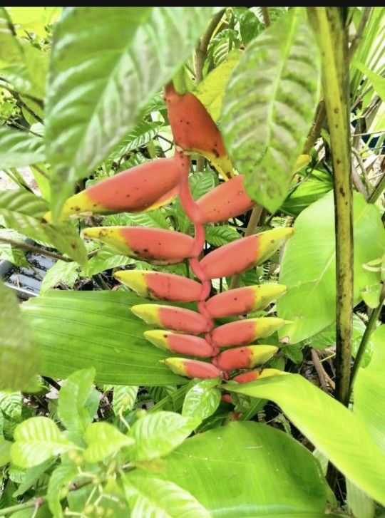 Lobster Claw Heliconia Potted Landscape Plant