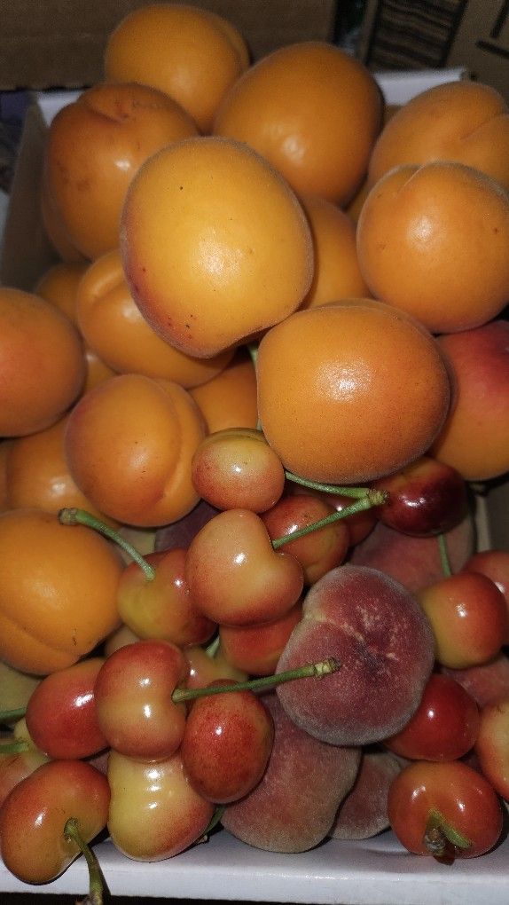 Tree Ripe SWEET Apricots
