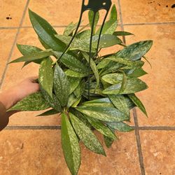 Hoya Publicalyx Splash