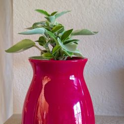 Healthy Beautiful Indoor Plant(Peperomia)