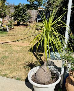 Ponytail palm 🌴