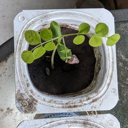 Starfruit (Carambola) Seedlings