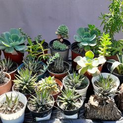 Cactus.