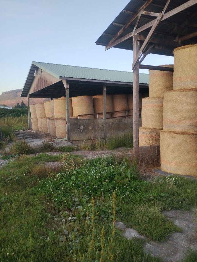 HAY FOR SALE  ROUND BALES 40 T0 50 BUCKS A BALE