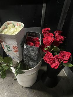 Long Stem Red And White Roses 🌹 